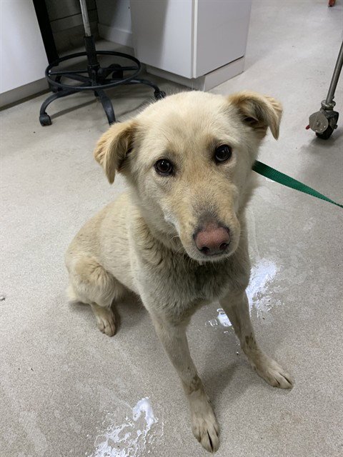 *SUNSHINE - Husky for adoption in Fairbanks