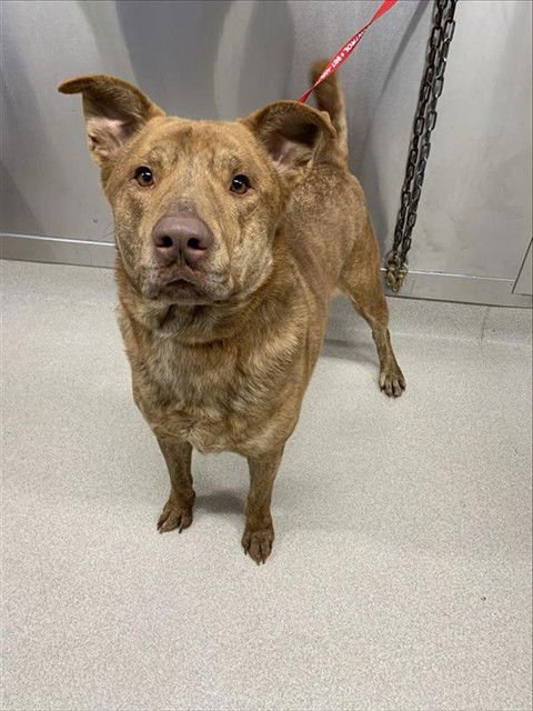 COPPER - Pit Bull Terrier / Catahoula Leopard Dog available for adoption