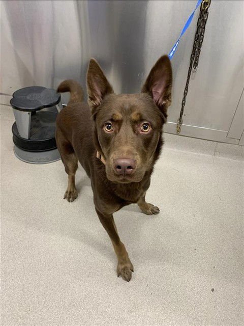 ZEUS - Labrador Retriever / German Shepherd Dog available for adoption