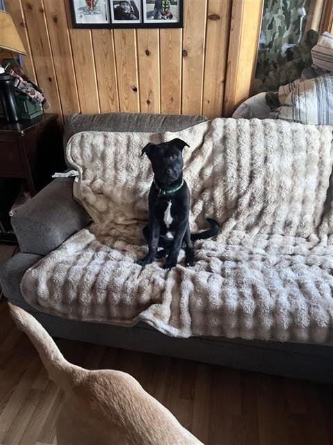 FIASCO - Pit Bull Terrier / Labrador Retriever available for adoption