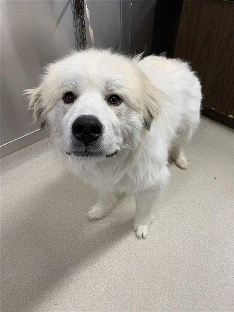 ZUMA - Great Pyrenees available for adoption
