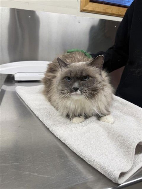 MITTENS - Domestic Medium Hair available for adoption