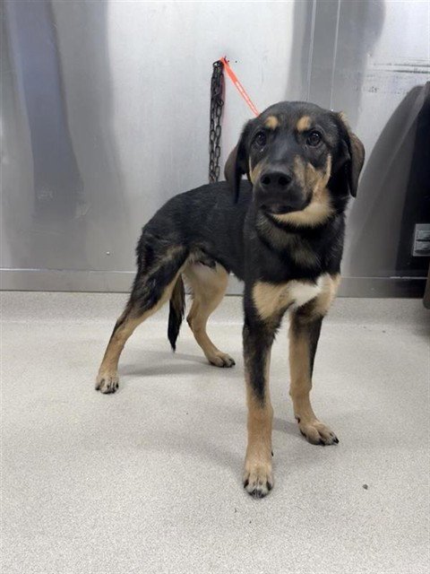 *GRUNDEN - Husky / Rottweiler available for adoption