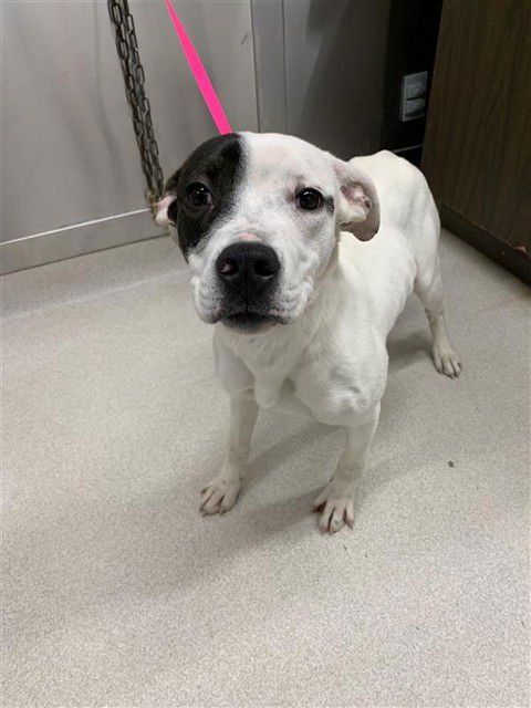 *BOUZOUKI - Pit Bull Terrier available for adoption