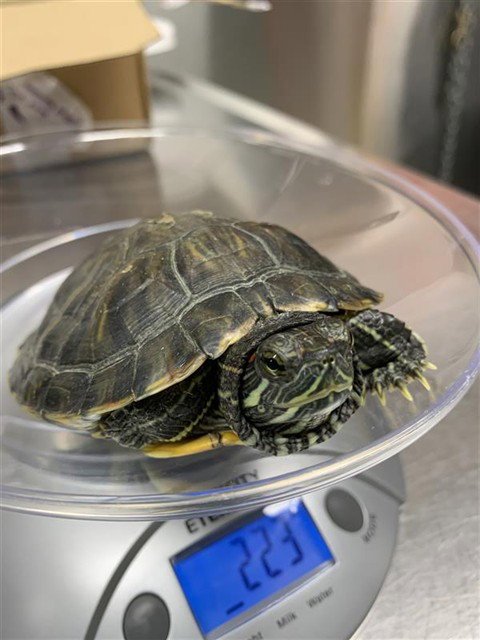 JADE - Turtle available for adoption