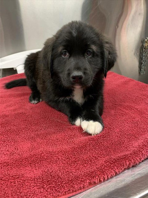 *ARNOLD - Husky / Labrador Retriever available for adoption