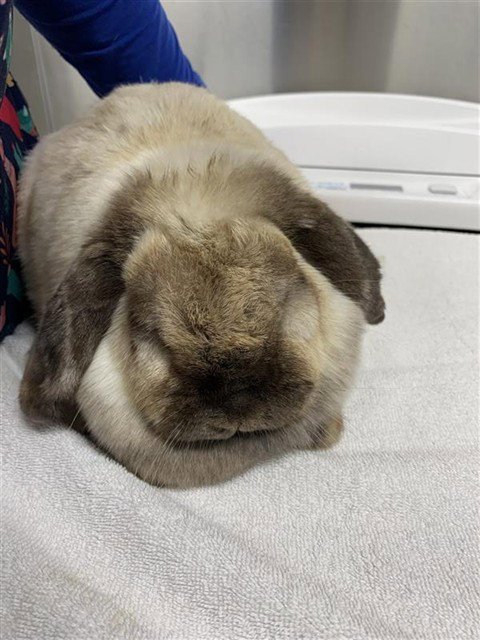 *OTTER - Holland Lop available for adoption