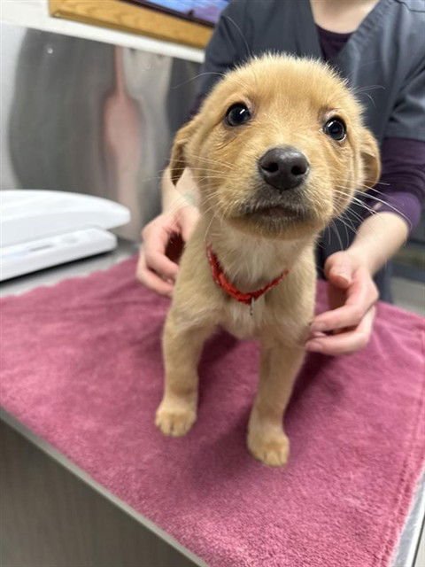 *FLYER - Husky available for adoption