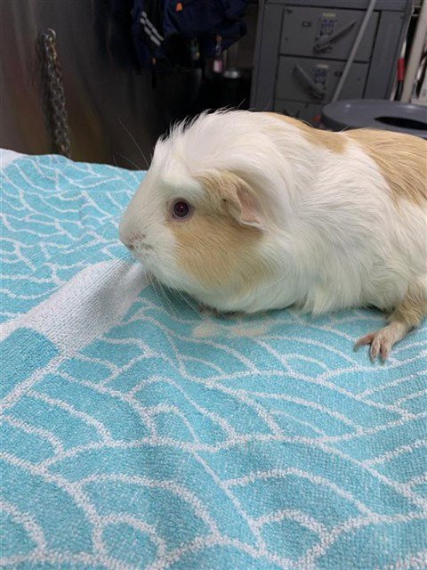 BILL - Guinea Pig available for adoption