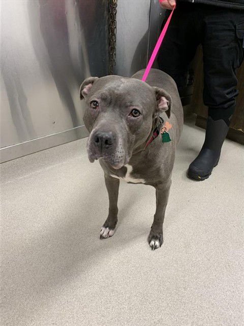 RIVER - Pit Bull Terrier available for adoption