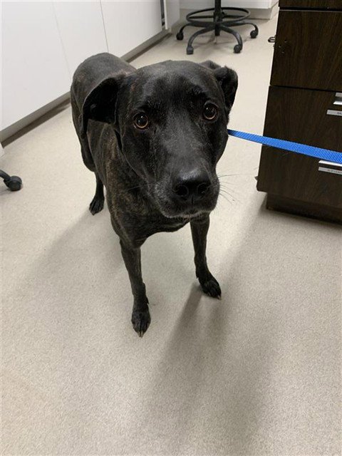 MIA - Labrador Retriever / Mastiff available for adoption