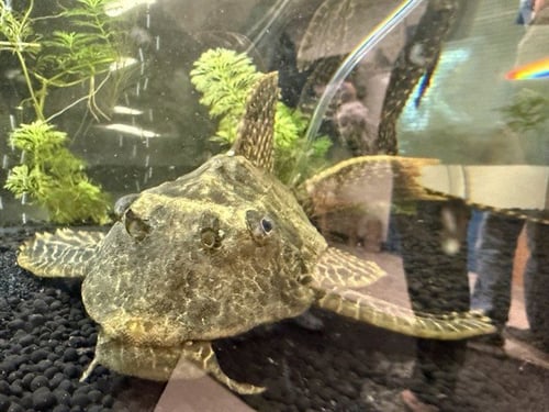 *HENRY - Fish available for adoption