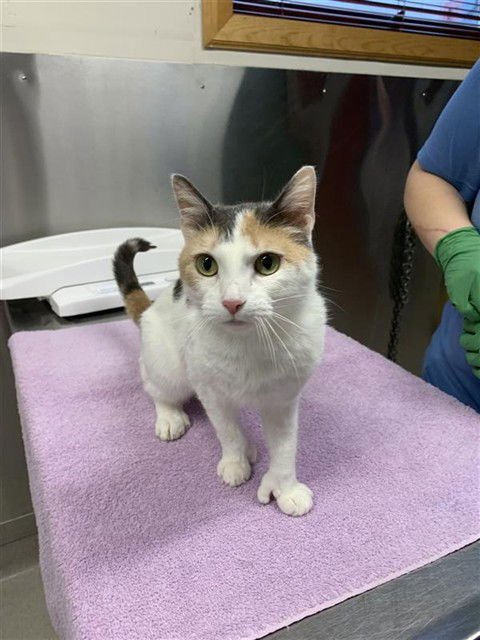 AZRIEL - Domestic Short Hair available for adoption