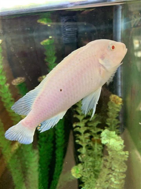 *EMMET - Fish available for adoption