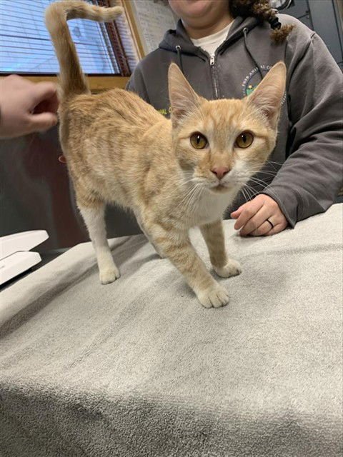BUTTERSCOTCH - Domestic Short Hair available for adoption