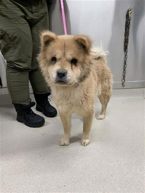 TAZ - Chow Chow available for adoption