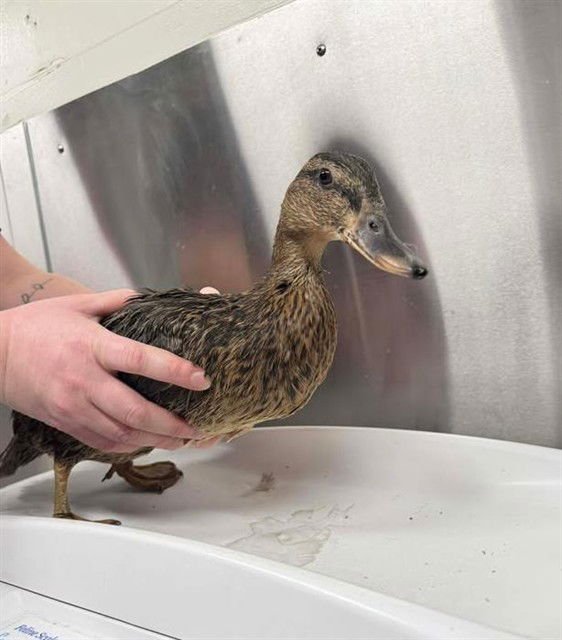*GIGGLES - Duck / Mallard available for adoption