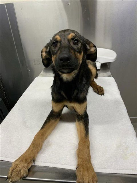 *MERRELL - Husky / Rottweiler available for adoption