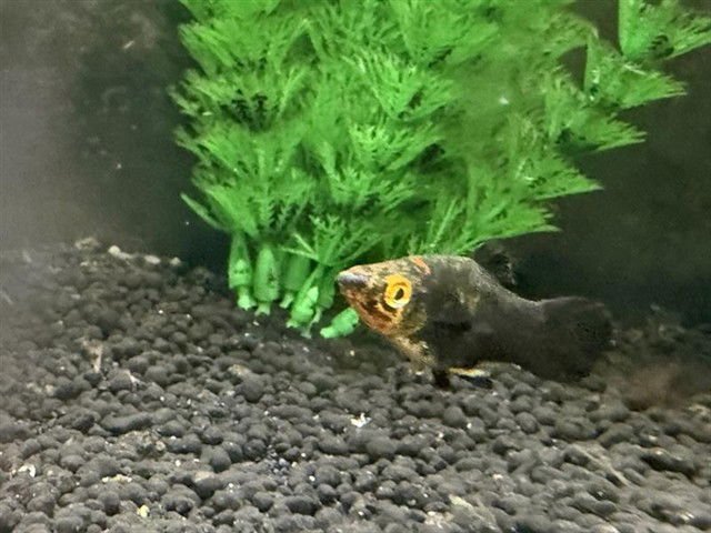 *SCRAPPY - Fish available for adoption