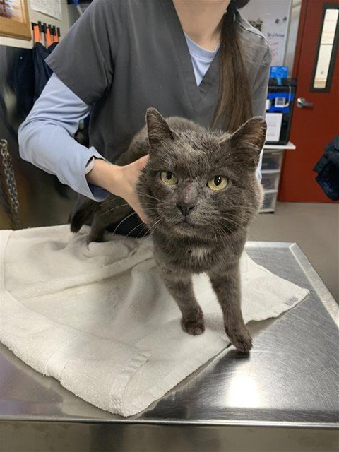 INDIGO - Domestic Short Hair available for adoption