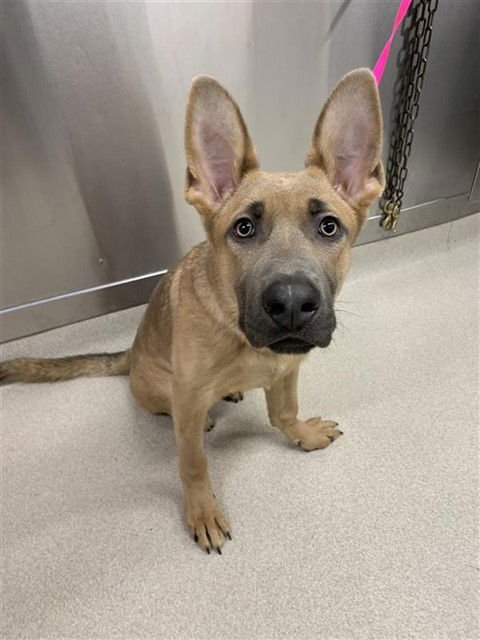 CHOCO - German Shepherd Dog available for adoption