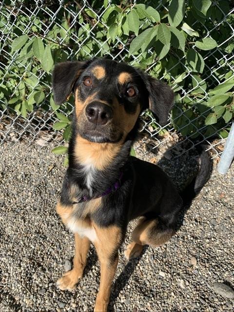 SUKI - Husky / Hound for adoption in Fairbanks
