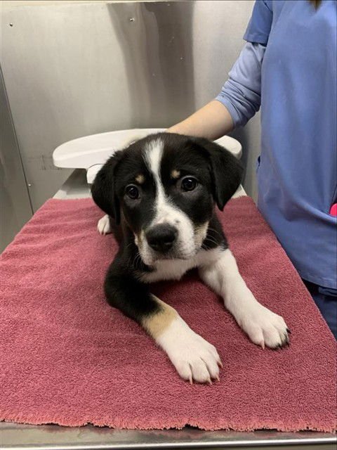 CHUNKY - Husky / Labrador Retriever available for adoption