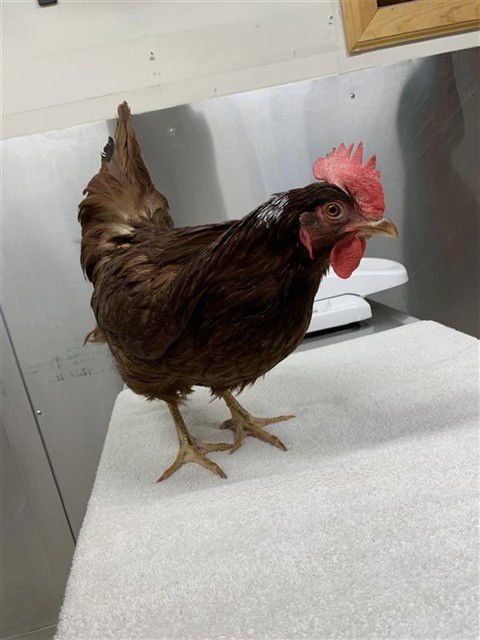RED - Chicken available for adoption