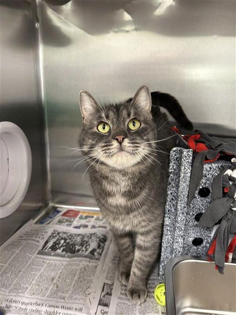 JIMOTHY - Domestic Short Hair available for adoption