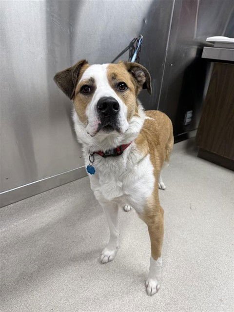 RUFUS - Husky / Saint Bernard available for adoption