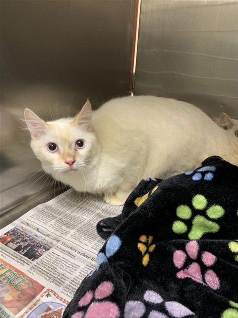 *MURPHY - Domestic Short Hair available for adoption