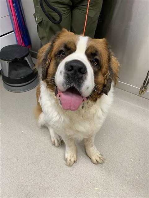 BUDS - Saint Bernard available for adoption
