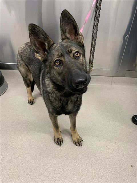 MURPHY - German Shepherd Dog available for adoption