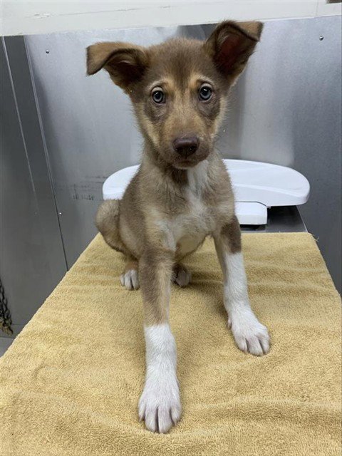 *ARES - Husky available for adoption