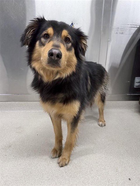 JARVIS - Australian Shepherd available for adoption