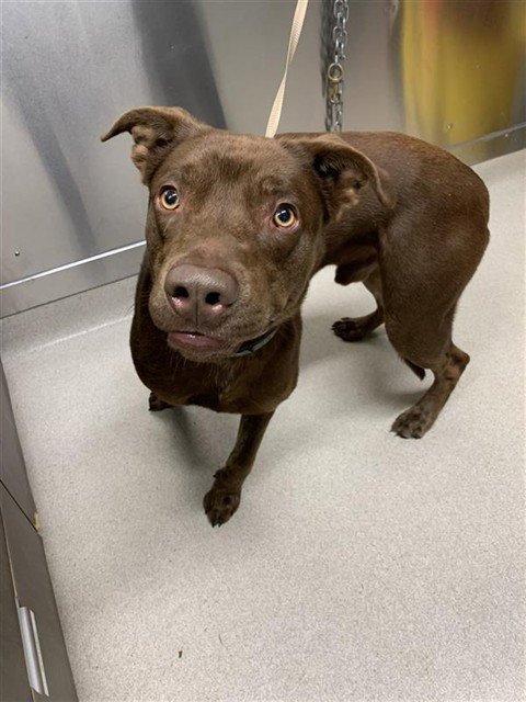 RIVER - Pit Bull Terrier for adoption in Fairbanks