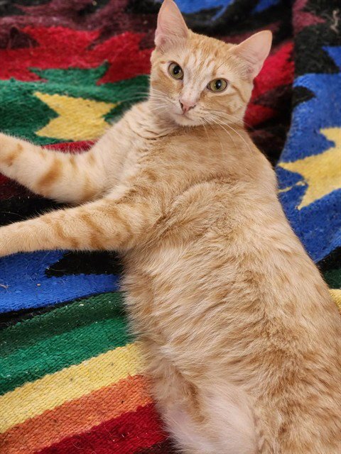 CHEESE ITZ - Domestic Short Hair for adoption in Fairbanks