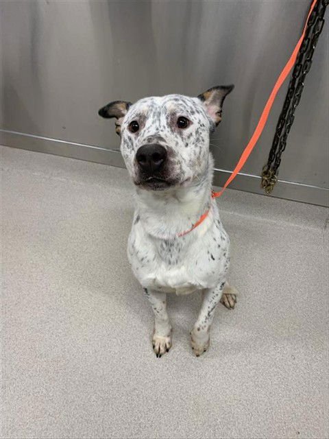 PONGO - Pit Bull Terrier available for adoption