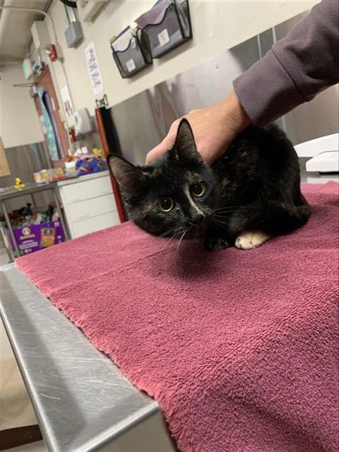 *BUFFY - Domestic Short Hair available for adoption