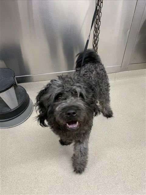 *DANNY - Poodle (Standard) available for adoption