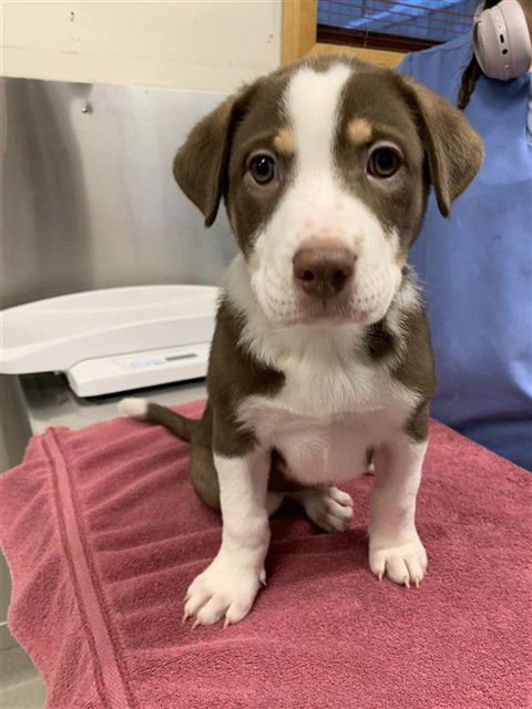 FINN - Husky / Labrador Retriever available for adoption