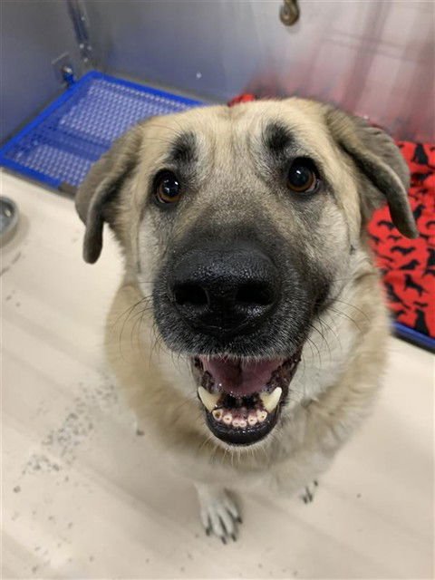 MISSY - Anatolian Shepherd available for adoption
