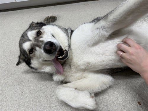 MISSY - Alaskan Malamute available for adoption