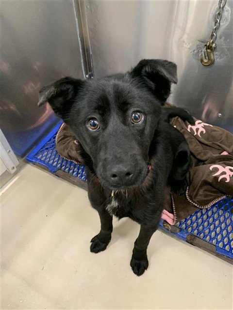 *GALINA - Labrador Retriever available for adoption