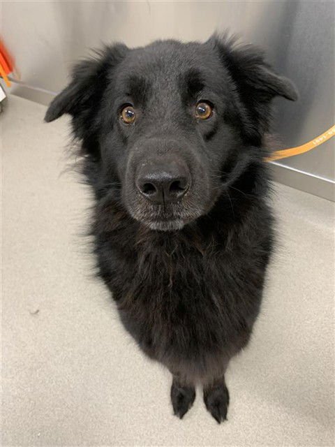 BLACK JACK - Chow Chow available for adoption