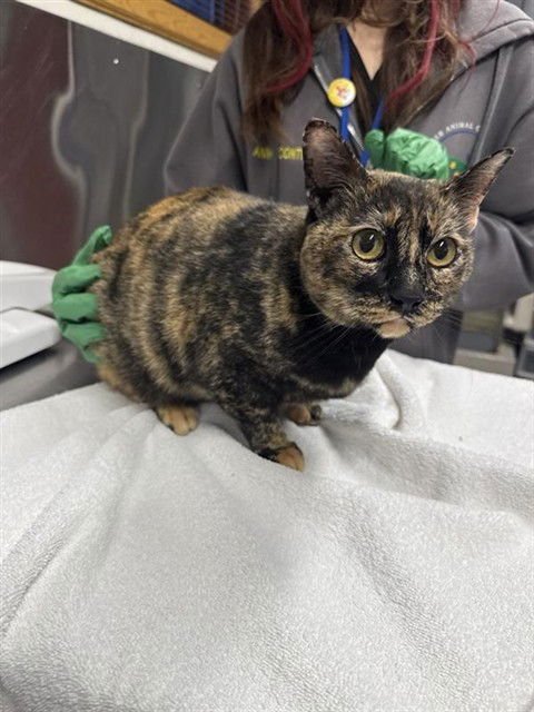 *GIGI - Domestic Short Hair available for adoption