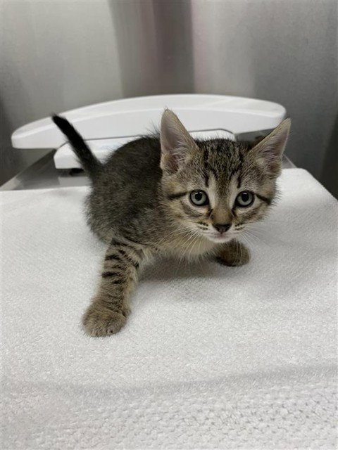 *FLIK - Domestic Short Hair available for adoption