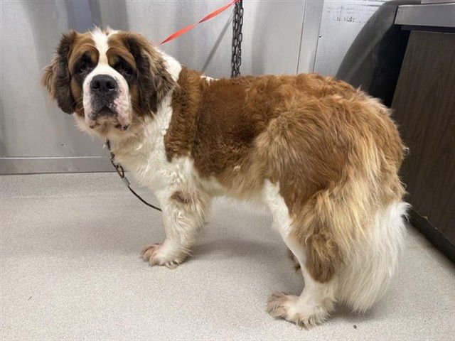 *BUNNIE - Saint Bernard available for adoption