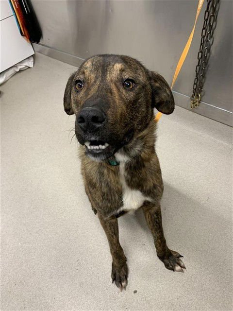 GRIZZLY - Pit Bull Terrier / Husky available for adoption