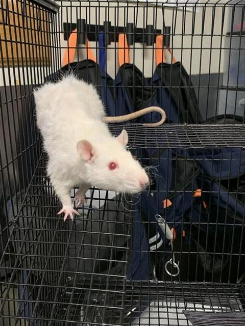*SAMMY Image